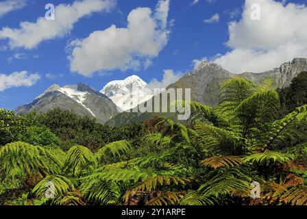 Vue de Fox Glacier Valley au Mont Tasman, parc national de Westland, site du patrimoine mondial du sud-ouest de la Nouvelle-Zélande, Alpes du Sud, côte ouest, île du Sud Banque D'Images