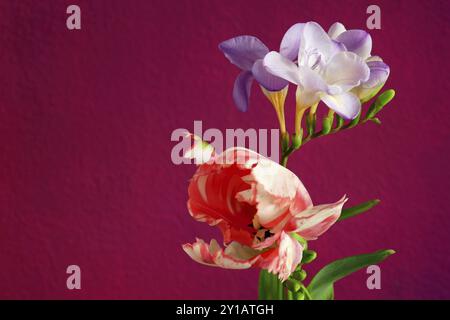 FREESIA et tulipe Banque D'Images