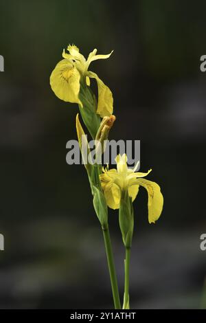 Iris jaune Banque D'Images