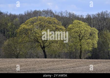 Chênes de champ au printemps Banque D'Images