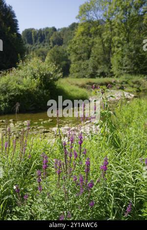 Buehlertal près d'Oberscheffach, Loosestrife pourpre (Lythrum salicaria), Buehler, Schwaebisch Hall, Heilbronn-Franken, Bade-Wuerttemberg, Allemagne, Euro Banque D'Images