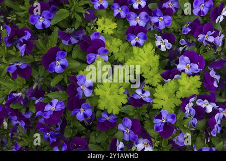 Viola cornuta Banque D'Images