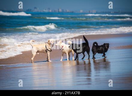Chiens jouant sur le rivage à Huntington Beach, également connu sous le nom de Dog Beach. Banque D'Images