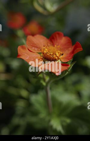 Geum coccineum Borisii Banque D'Images