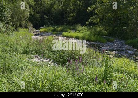 Buehlertal près d'Oberscheffach, été, août, Buehler, Schwaebisch Hall, Heilbronn-Franken, Bade-Wuertemberg, Allemagne, Europe Banque D'Images