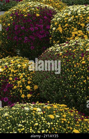 Chrysanthèmes colorés de jardin Banque D'Images