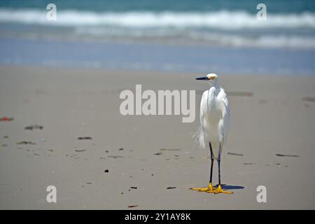 Une aigrette enneigée, son bec grand ouvert, debout sur la plage de sable de Ponce Inlet, Floride ; l'océan turquoise et les vagues qui s'écrasent derrière. Banque D'Images