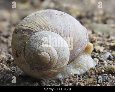 Escargot de Bourgogne (Helix pomatia) en coquille, Rhénanie du Nord-Westphalie, Allemagne, Europe Banque D'Images