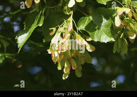 Acer tataricum Banque D'Images