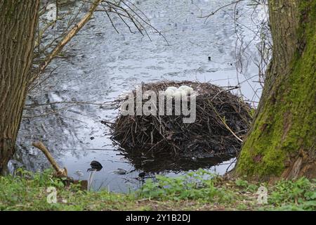 Nid avec œufs de cygnes de deuil (Cygnus atratus), cygne noir, Rhénanie du Nord-Westphalie, Allemagne, Europe Banque D'Images