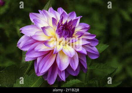 Lys d'eau dahlia, esprit indien Banque D'Images