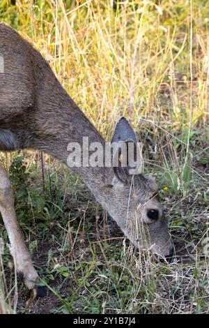 Gros plan d'un cerf à queue noire avec de minuscules pointes de bois floues, broutant dans un pré. Banque D'Images