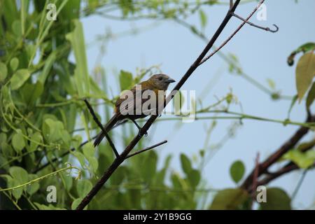 Tanager à rugosité écarlate femelle (Ramphocelus passerinii) Banque D'Images