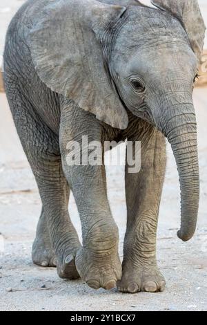 Bébé éléphant(s) adapté(s) au désert (Loxodonta africana) en Namibie, Afrique Banque D'Images