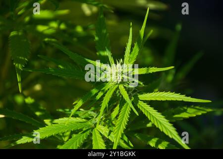 Gros plan de bourgeons de cannabis avec des feuilles et des trichomes éclairés par le soleil d'été Banque D'Images