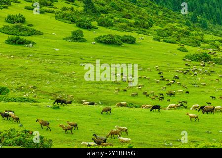 les moutons nourris à l'herbe en plein air paissent sur les pentes de montagne d'herbe verte le jour pluvieux de l'été Banque D'Images