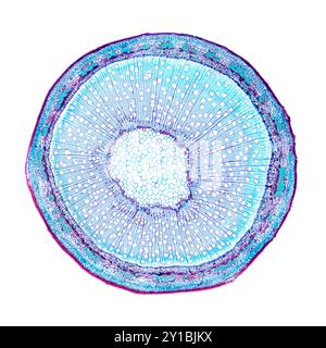 Tige de saule, coupe transversale, sous microscope optique. Tige de Salix, également connue sous le nom de sallows et osiers, micrographie légère 8X. Banque D'Images