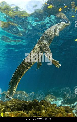 Saltwater crocodile (Crocodylus porosus), le plus grand de tous les reptiles vivants, Palau, Micronésie Banque D'Images