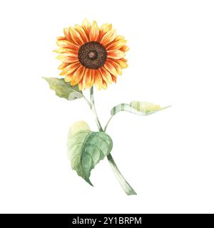 Le tournesol commun grande plante annuelle forb. Illustration d'aquarelle botanique dessinée à la main isolée sur fond blanc. Pour les cartes clip art, étiquette de menu Banque D'Images