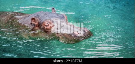 Gros plan de Hippo tête dans l'eau. Banque D'Images