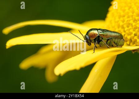 Coléoptère vert - Cryptocephalus sericeus, beau coléoptère vert des prairies et des prairies européennes, République tchèque. Banque D'Images