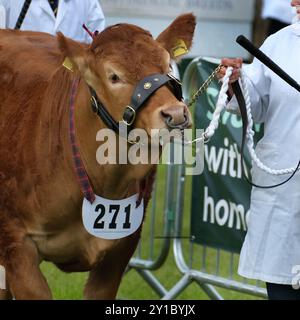 Les bovins sont de gros ongulés bovidés domestiqués largement élevés comme bétail. Banque D'Images