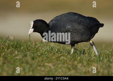 Coot avec lame d'herbe Banque D'Images