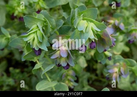 Inflorescence pourpre de Cerinthe major plant Banque D'Images