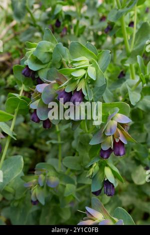 Inflorescence pourpre de Cerinthe major plant Banque D'Images