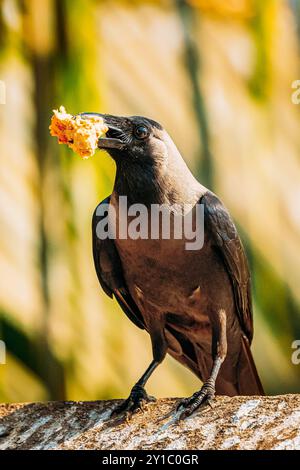 Goa, Inde.Le Nid-de-Corbeau de la maison est assis sur une barre transversale avec un morceau de poulet dans le Beak Banque D'Images