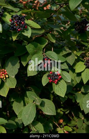 Branche de lantana de Viburnum avec fruits Banque D'Images