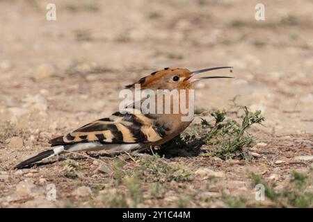 Hoopoe eurasien (épops Upupa) sur le sol. Cet oiseau est présent dans toute l'Europe, l'Asie, l'Afrique du Nord et subsaharienne et Madagascar. Il migre t Banque D'Images