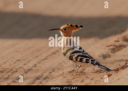 Hoopoe eurasien (épops Upupa) sur le sol. Cet oiseau est présent dans toute l'Europe, l'Asie, l'Afrique du Nord et subsaharienne et Madagascar. Il migre t Banque D'Images