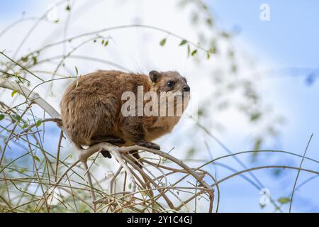 Rock Hyrax (Procavia capensis, syriaca) photographié en Israël, désert de Judée Banque D'Images