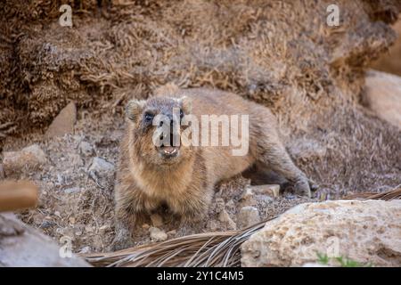 Rock Hyrax (Procavia capensis, syriaca) photographié en Israël, désert de Judée Banque D'Images