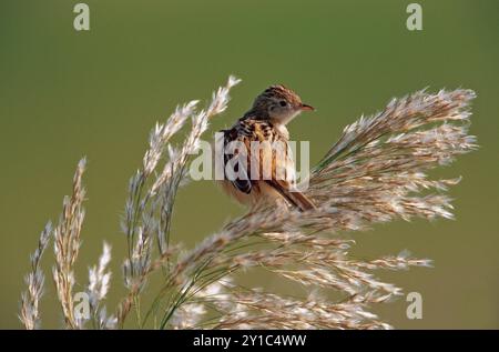 Cisticola (Cisticola juncidis) perchée sur la tige d'une plante. Ces oiseaux sont très petits avec une queue courte et arrondie. Le corps est sable-colou Banque D'Images