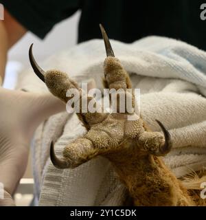 Gros plan des griffes et des talons d'un aigle-hibou eurasien Bubo bubo بوهة أوراسية photographié en Israël en août Banque D'Images