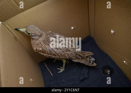Un curlis de pierre eurasien (Burhinus oedicnemus) est remis dans la nature après avoir été soigné à l'hôpital de la faune en Israël Banque D'Images