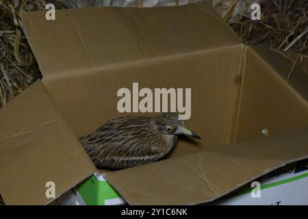 Un curlis de pierre eurasien (Burhinus oedicnemus) est remis dans la nature après avoir été soigné à l'hôpital de la faune en Israël Banque D'Images