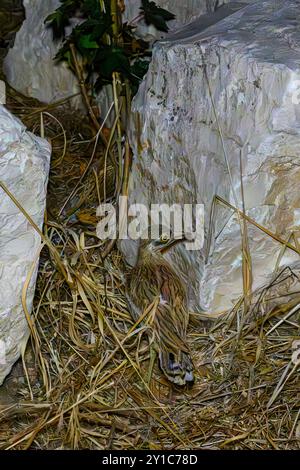 Un curlis de pierre eurasien (Burhinus oedicnemus) est remis dans la nature après avoir été soigné à l'hôpital de la faune en Israël Banque D'Images