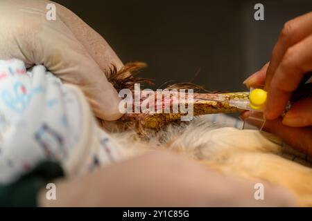 Un chirurgien vétérinaire insère une aiguille hypodermique pour une thérapie intraveineuse (thérapie IV) dans la jambe d’un rapace photographié au Wildl israélien Banque D'Images