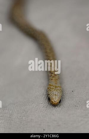 Des serpents volants noirs juvéniles (Dolichophis jugularis) ont été amenés à l'hôpital de la faune sauvage pour tenter de sauver leur vie photographiée à l'israélien Banque D'Images