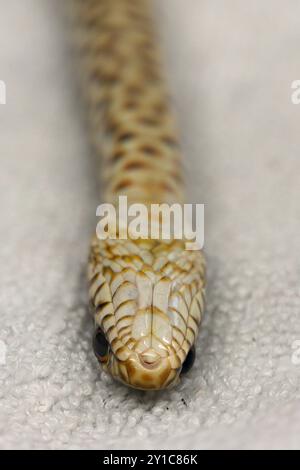 Des serpents volants noirs juvéniles (Dolichophis jugularis) ont été amenés à l'hôpital de la faune sauvage pour tenter de sauver leur vie photographiée à l'israélien Banque D'Images