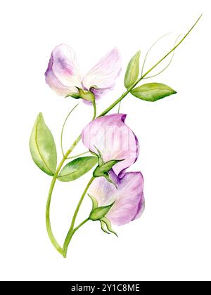 Illustration aquarelle dessinée à la main de fleurs de pois parfumées dans des couleurs pastel. Convient pour les conceptions de cartes, les textiles et le scrapbooking Banque D'Images