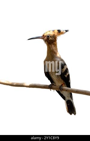 Un hoopoe eurasien (Upupa epops) dans une chambre de réhabilitation après avoir été soigné à l'hôpital de la faune d'Israël Banque D'Images