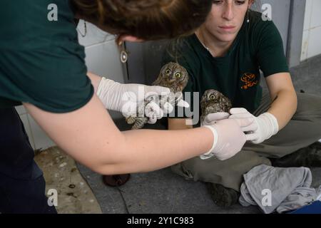 Le personnel vétérinaire vérifie un enregistrement des progrès sur un hibou eurasien hespélisé (Otus scops), photographié à l'hôpital israélien de la faune, Banque D'Images