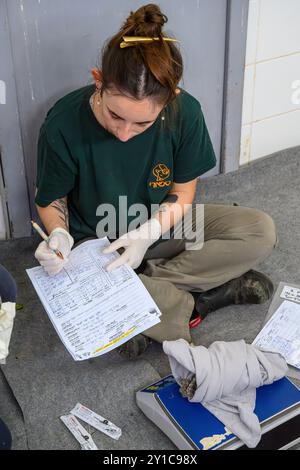 Le personnel vétérinaire vérifie un enregistrement des progrès sur un hibou eurasien hespélisé (Otus scops), photographié à l'hôpital israélien de la faune, Banque D'Images