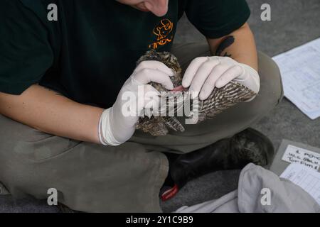 Le personnel vétérinaire vérifie un enregistrement des progrès sur un hibou eurasien hespélisé (Otus scops), photographié à l'hôpital israélien de la faune, Banque D'Images