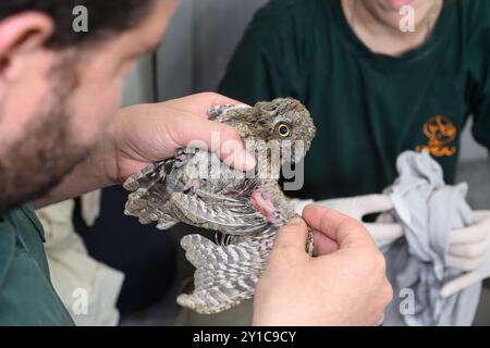 Le personnel vétérinaire vérifie un enregistrement des progrès sur un hibou eurasien hespélisé (Otus scops), photographié à l'hôpital israélien de la faune, Banque D'Images