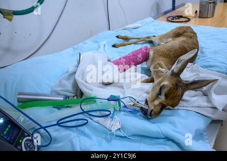 Un faon de gazelle de montagne (Gazella gazella), avec un os de jambe cassé, est en cours de traitement sous anesthésie générale photographié à l'hôpital israélien de la faune sauvage Banque D'Images